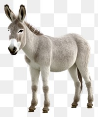 PNG  Donkey full body animal mammal white background