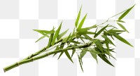 PNG Chinese bamboo plant white background freshness. 