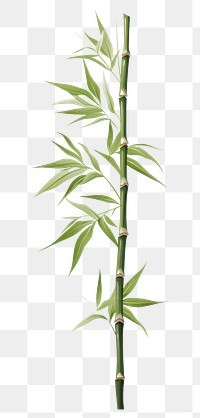 PNG Bamboo plant  freshness. 