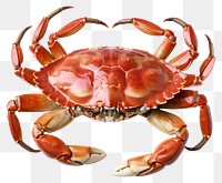 PNG Crab lobster seafood animal. 