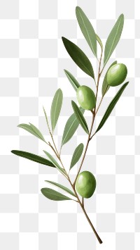 PNG Olive branch plant leaf tree. 