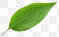 PNG Leaf plant white background freshness. AI generated Image by rawpixel.