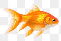 PNG Gold fish goldfish animal white background. 
