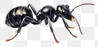 PNG Black ant animal insect white background. 
