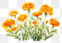 PNG Marigold flower garden plant petal herbs. AI generated Image by rawpixel.