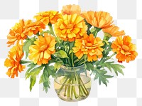 PNG Marigolds vase flower plant. 