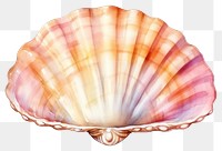 PNG Shell seashell seafood clam. 