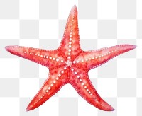 PNG Starfish animal white background invertebrate. 