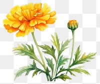 PNG Marigold flower plant petal. AI generated Image by rawpixel.