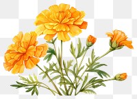 PNG Marigold flower petal plant. 