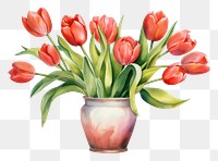 PNG Tulip vase painting flower. 