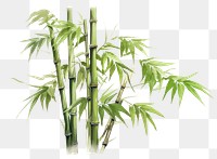 PNG Chinese bamboo plant white background freshness. 