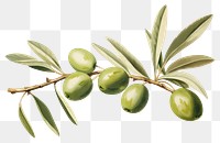 PNG Olive branch plant leaf tree. 