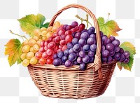 PNG Basket grapes fruit plant. 