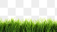 PNG Green grass lawn backgrounds plant white background