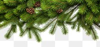 PNG Pine Tree tree pine backgrounds