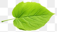 PNG Single Hydrangea leaf plant white background freshness