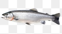 PNG Whole salmon animal trout fish. 