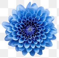 PNG Chrysanthemum flower dahlia plant blue. 