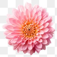 PNG Chrysanthemum flower dahlia petal. AI generated Image by rawpixel.