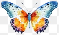PNG Butterfly insect animal white background. 