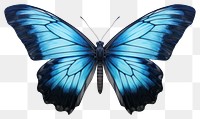 PNG Butterfly animal insect wing. AI generated Image by rawpixel.