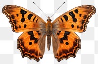 PNG Butterfly animal insect moth. 