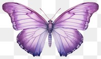 PNG Butterfly animal insect purple