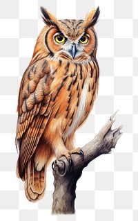 PNG Bird owl drawing animal. 