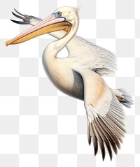 PNG Bird pelican drawing animal. 