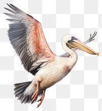 PNG Bird pelican drawing animal. 