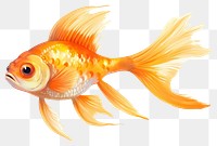 PNG Gloden fish goldfish animal  