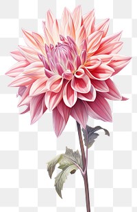 PNG Dahlia dahlia flower plant. AI generated Image by rawpixel.