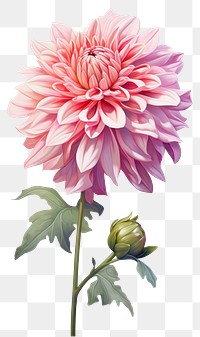 PNG Dahlia dahlia flower plant. 