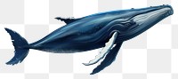 PNG Humpback whale animal mammal fish. 