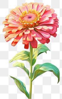 PNG Zinnia flower dahlia petal. 