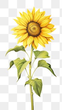 PNG Sun flower sunflower drawing plant. 