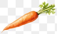 PNG Carrot vegetable plant food. AI generated Image by rawpixel.