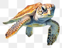 PNG Baby sea turtle swimming reptile drawing. 