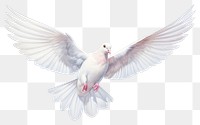 PNG White dove bird flying animal white background wildlife. 