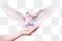 PNG Hand holding a paper dove animal bird  