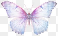 PNG Butterfly animal insect white background