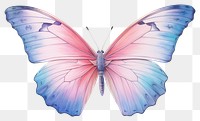 PNG Butterfly animal insect white background