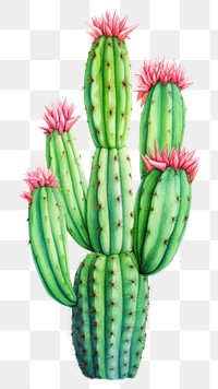 PNG Cactus plant white background creativity. 