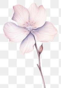 PNG Flower petal plant white. 