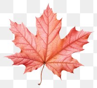 PNG Maple leaf plant tree red. 