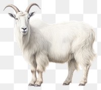 PNG Mountain Goat livestock wildlife animal. AI generated Image by rawpixel.