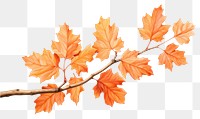 PNG Orange maple branch plant leaf tree. AI generated Image by rawpixel.