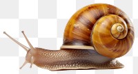 PNG Snail animal snail invertebrate. 