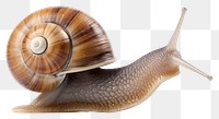 PNG Snail animal snail invertebrate. 